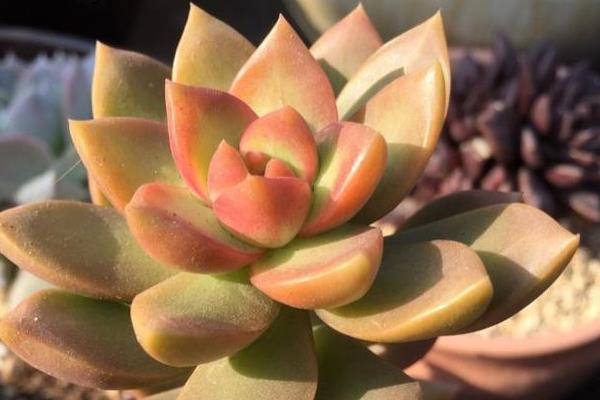 黄丽多肉的养殖方法，夏季要遮阴防晒