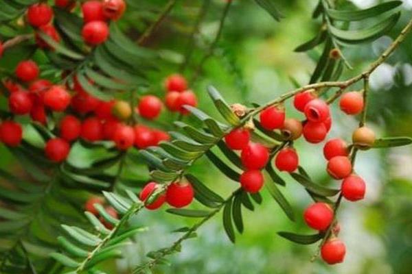 红豆杉公母的区别，果实、花苞和孕蕾时间均不同