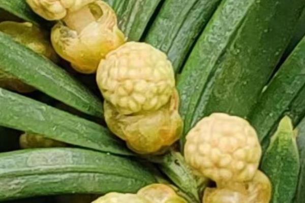 红豆杉公母的区别，果实、花苞和孕蕾时间均不同