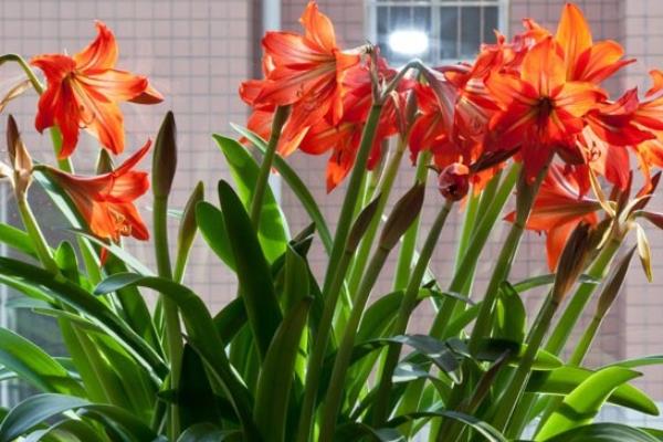 红豆杉公母的区别，果实、花苞和孕蕾时间均不同