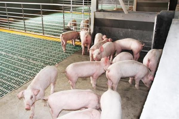 养猪最怕什么，最怕低温、潮湿等