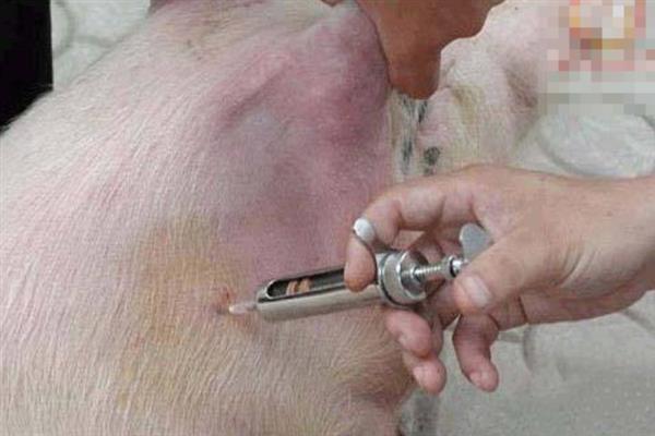 养猪最怕什么，最怕低温、潮湿等