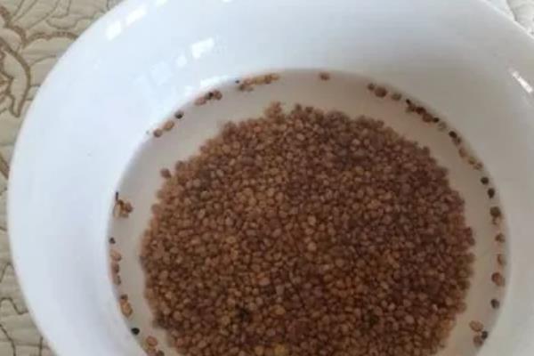 萝卜菜有没有种子，萝卜菜是有种子的