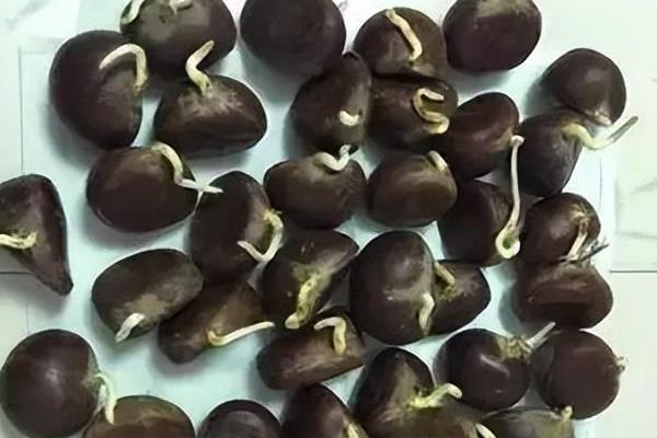 板栗里面的皮剥不掉怎么处理，用开水煮5分钟左右