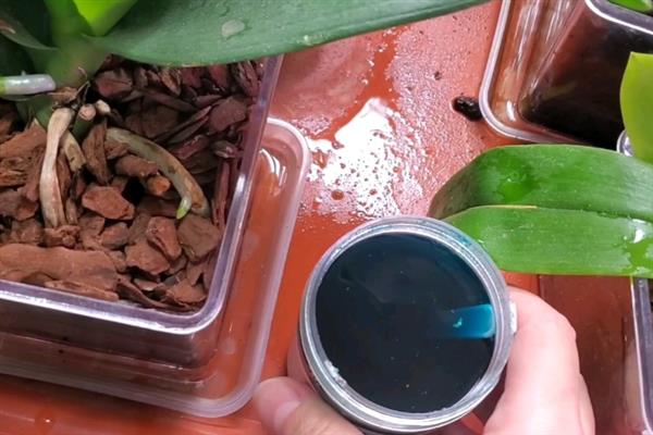 怎么养殖开花的蝴蝶兰，每隔半个月喷一次速效肥料可延长花期