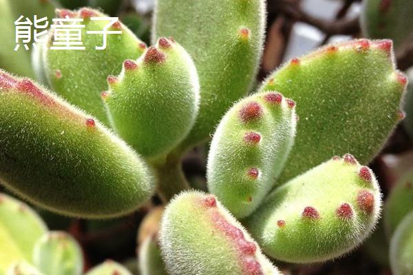 熊童子与白熊有什么区别，前者叶片呈绿色、后者呈灰白色