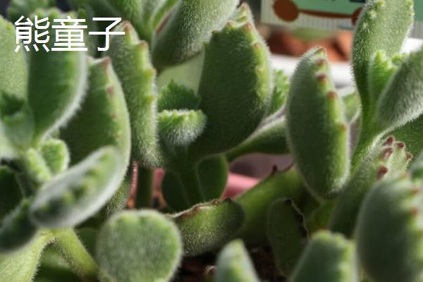 熊童子与白熊有什么区别，前者叶片呈绿色、后者呈灰白色