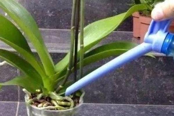怎么养殖开花的蝴蝶兰，每隔半个月喷一次速效肥料可延长花期