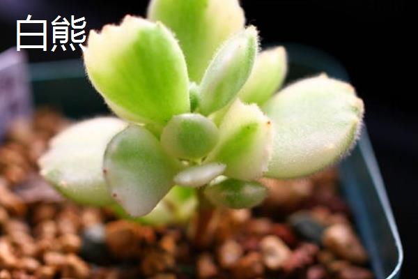 熊童子与白熊有什么区别，前者叶片呈绿色、后者呈灰白色