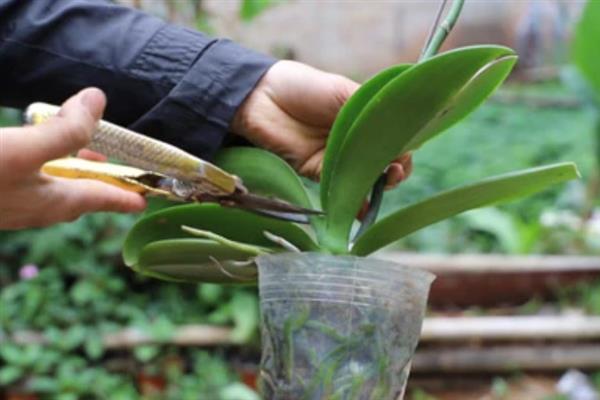 怎么养殖开花的蝴蝶兰，每隔半个月喷一次速效肥料可延长花期