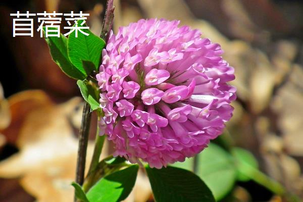 苜蓿菜和苜蓿草有什么区别，花朵颜色、高度等均不同