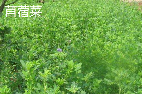 苜蓿菜和苜蓿草有什么区别，花朵颜色、高度等均不同