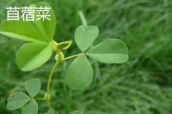 苜蓿菜和苜蓿草有什么区别，花朵颜色、高度等均不同