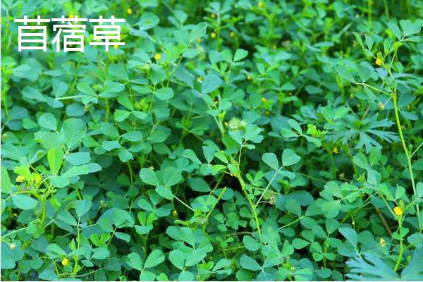 苜蓿菜和苜蓿草有什么区别，花朵颜色、高度等均不同