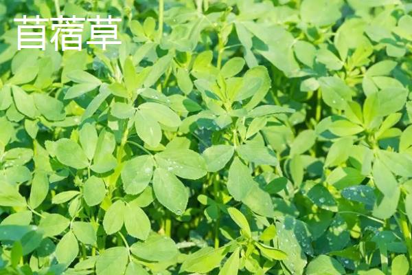 苜蓿菜和苜蓿草有什么区别，花朵颜色、高度等均不同