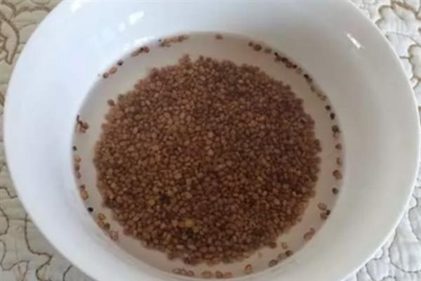 种植芽苗菜怎么避免发苦，播种前要浸泡一段时间并剔除不良的种子