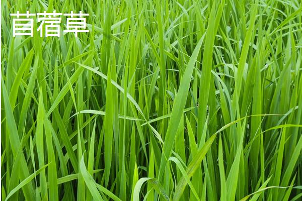 苜蓿菜和苜蓿草有什么区别，花朵颜色、高度等均不同