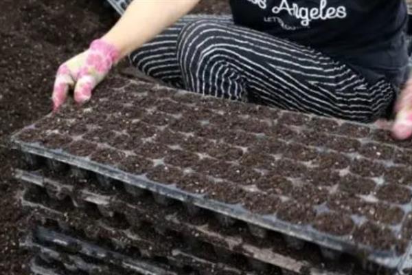 种植芽苗菜怎么避免发苦，播种前要浸泡一段时间并剔除不良的种子