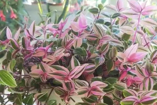 婚礼吊兰锦有没有毒，植株是无毒的