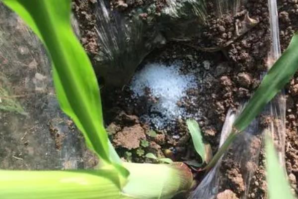 小麦灌浆期要用什么肥，可以选择磷酸二氢钾、速溶硼肥或尿素等
