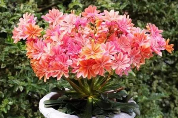 露薇花的花期，花期有3个多月