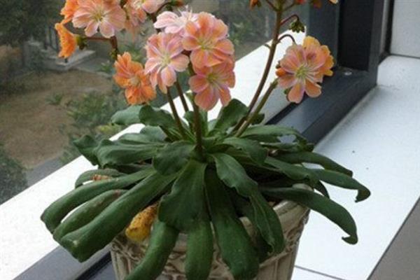露薇花的花期，花期有3个多月