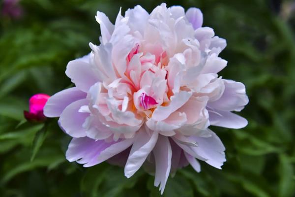 芍药的繁殖方法，可使用分株法、扦插法和根插法