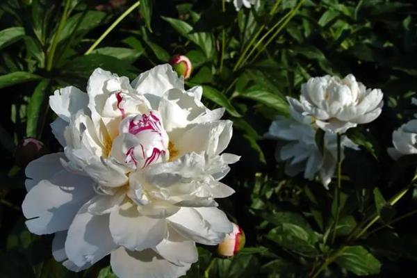 芍药的繁殖方法，可使用分株法、扦插法和根插法