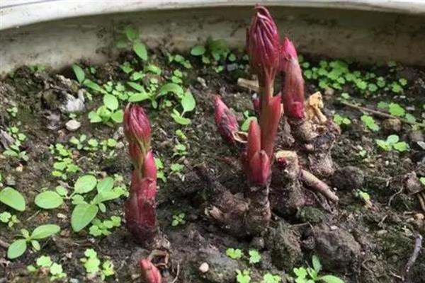 芍药的繁殖方法，可使用分株法、扦插法和根插法
