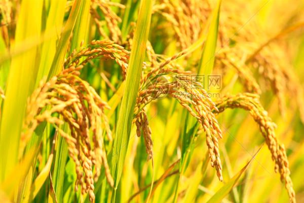 五月份能收割什么农作物，可收割小麦、油菜等