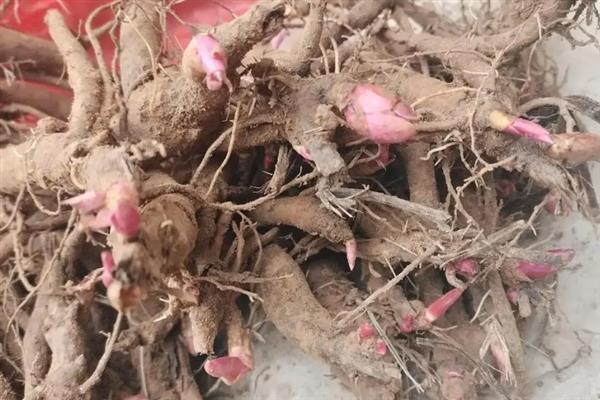 芍药的繁殖方法，可使用分株法、扦插法和根插法