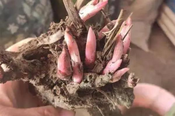 芍药的繁殖方法，可使用分株法、扦插法和根插法