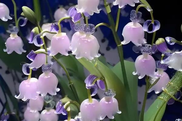 铃兰花的花语是什么，不同颜色的花语不同