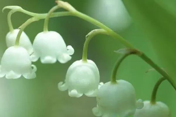 铃兰花的花语是什么，不同颜色的花语不同