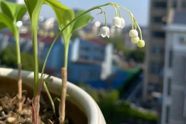 铃兰花的花语是什么，不同颜色的花语不同