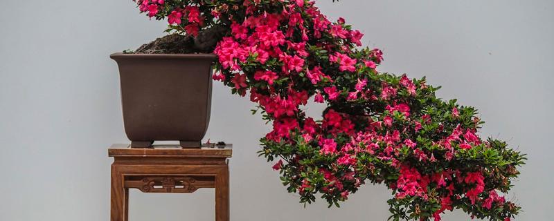 杜鹃花浇水多了怎么处理，要及时为其松一松土