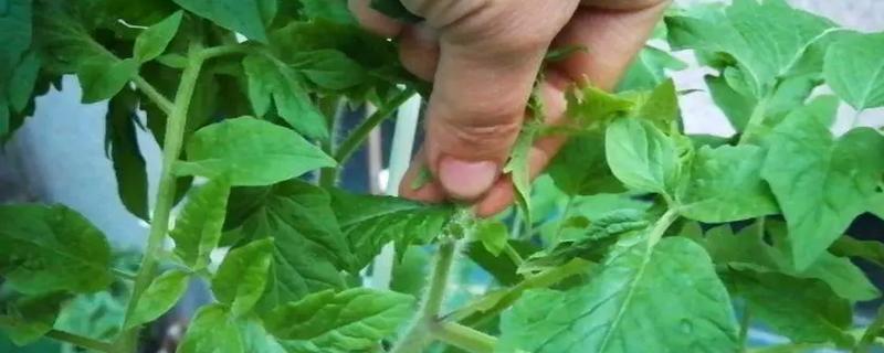 西红柿苗如何打枝，可以在春季和夏季进行