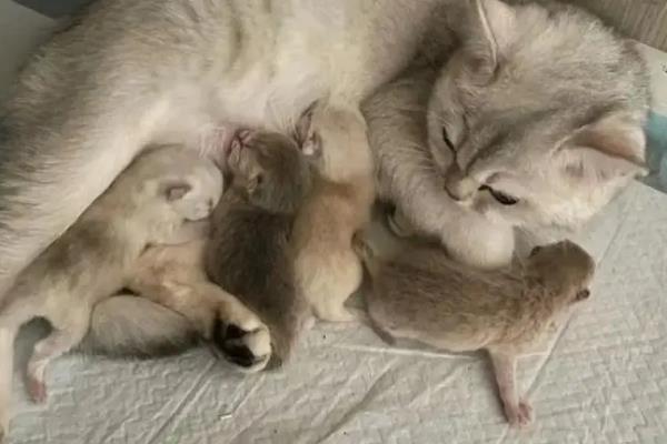 猫咪一年能生几窝小猫，最多能生4次