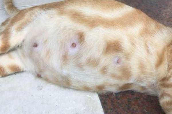 猫咪一年能生几窝小猫，最多能生4次