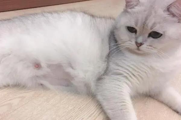 猫咪一年能生几窝小猫，最多能生4次