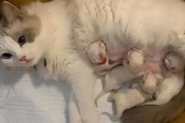 猫咪一年能生几窝小猫，最多能生4次