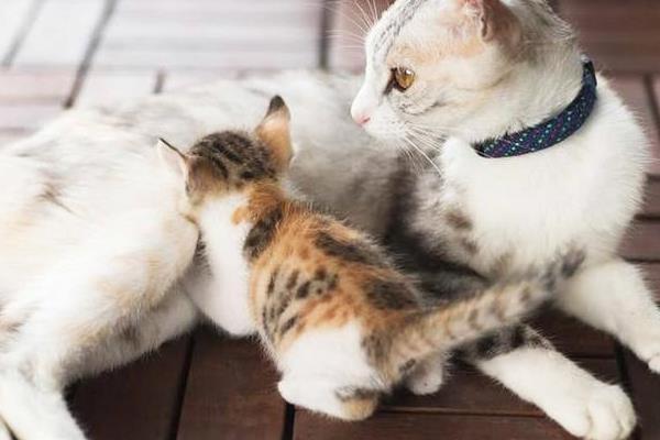 猫咪一年能生几窝小猫，最多能生4次