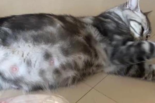 猫咪一年能生几窝小猫，最多能生4次