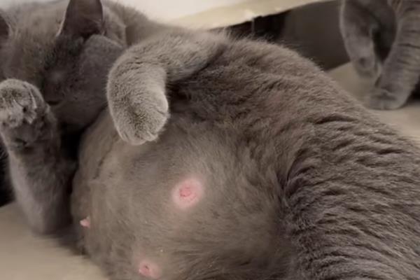 猫咪一年能生几窝小猫，最多能生4次
