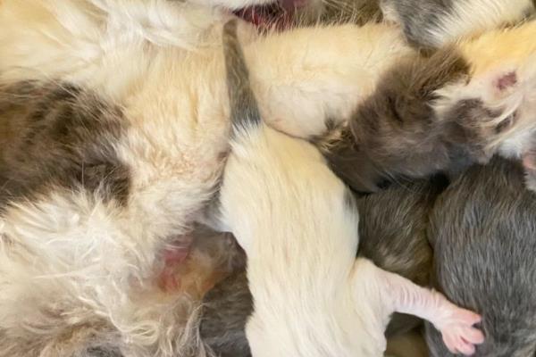 猫咪一年能生几窝小猫，最多能生4次
