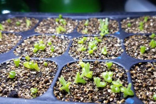 种植碧光环多肉要做哪些准备，选择在秋天这个季节中进行栽种