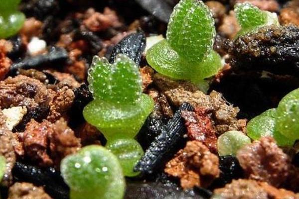 种植碧光环多肉要做哪些准备，选择在秋天这个季节中进行栽种