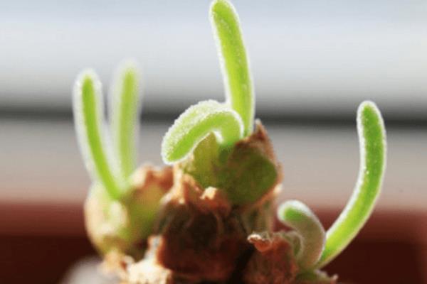 种植碧光环多肉要做哪些准备，选择在秋天这个季节中进行栽种