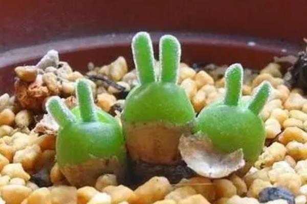 种植碧光环多肉要做哪些准备，选择在秋天这个季节中进行栽种