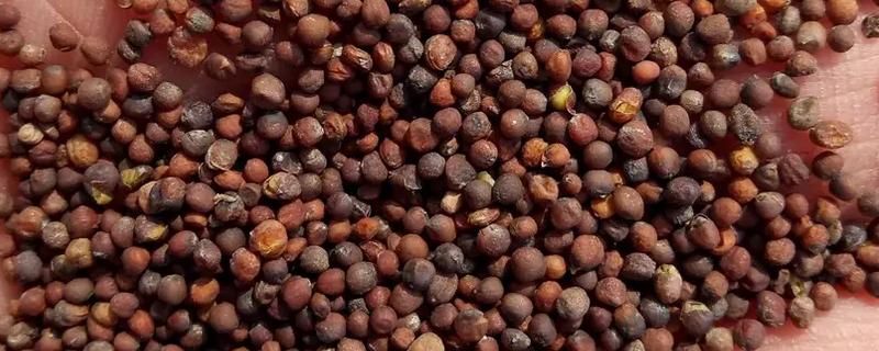 包菜种子的种植方法，撒播种子要覆盖薄土、幼苗进入2叶1心期再移栽